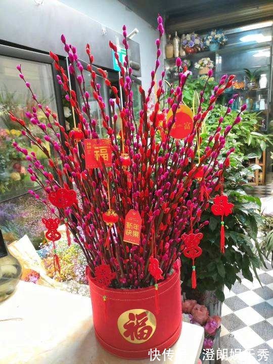 8种“中国红”年宵花，养在家里添喜气，红红火火好运来