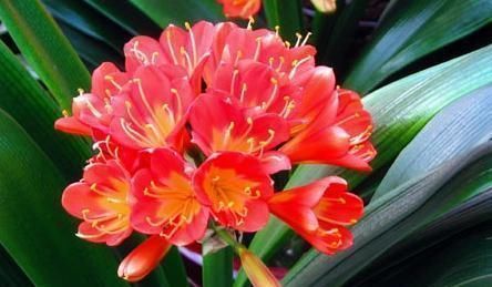 怎么让君子兰根壮叶厚?浇点有机水,效果一级棒,立竿见影