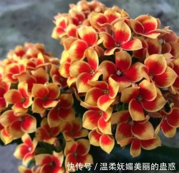 蟹爪兰、长寿花开花之后,简单1招,不出一月又挂满花苞,第二春