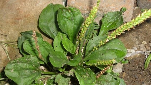 曲曲菜曲曲菜|一堆护肝药，不如水里泡一点它，毒素清了肝脏干净，乙肝也能长寿