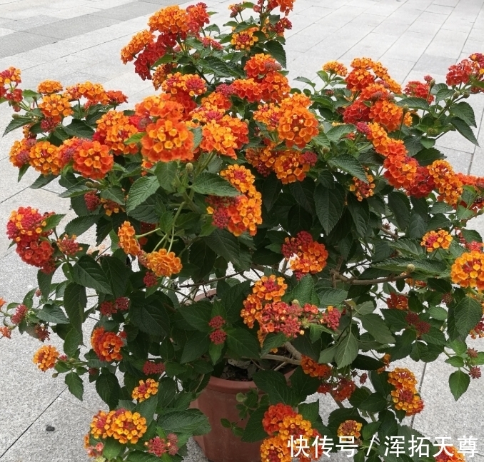 米兰花|4种花好养易活，旺财又养人，花朵迷人，阵阵花香