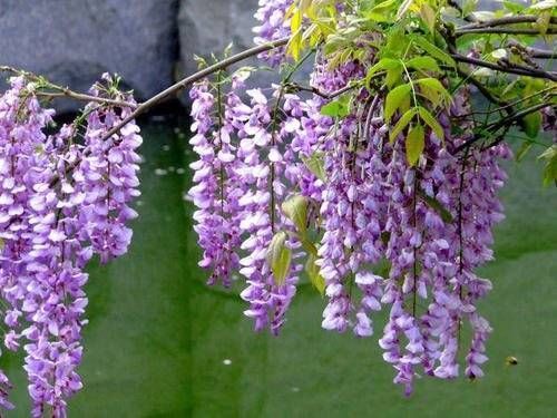 有个小阳台不要错过4种花，春天猛长新叶和花苞，邻居看了都羡慕