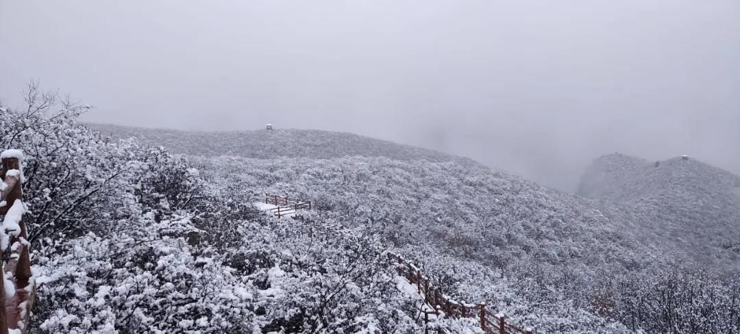 中年|焦作：桃花飞雪醉游人~