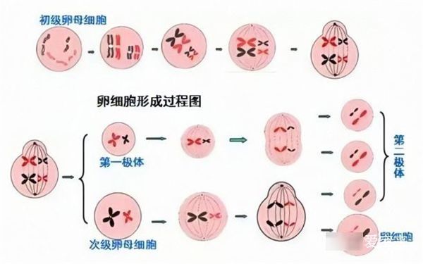 体重指数|导致试管婴儿失败的原因有哪些?