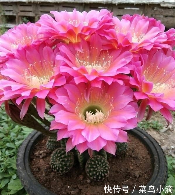 九种“皮实花”,多晒少管长得好,养成老桩更高档,绿萝没上榜