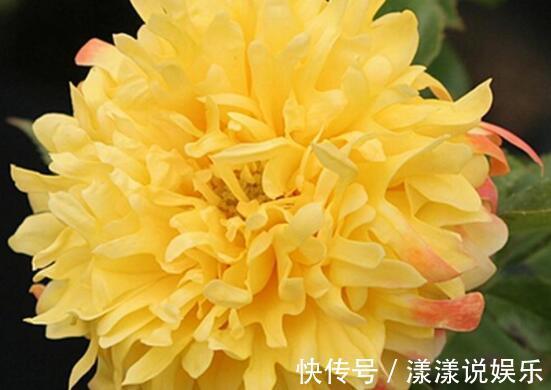 品种|喜好养花不妨选“它”开花似菊花,花朵小巧微卷,可爱能盆栽