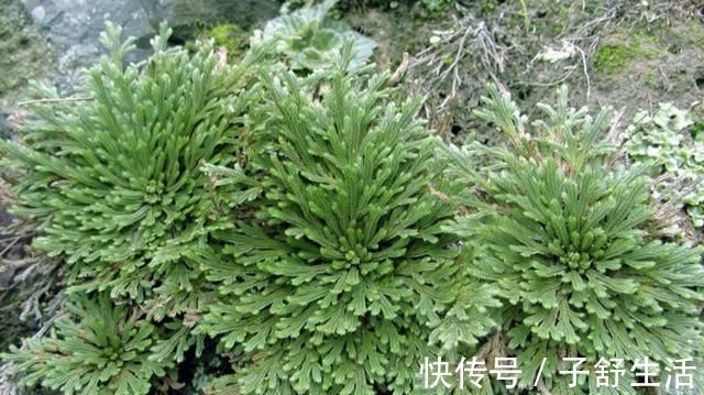 花盆|野外有3种“植物”，遇水就活，非常好养，还能做盆景