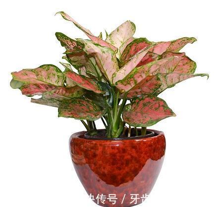 老人说,家中一定要种几盆“红艳花”,花开似火,寓意家和万事兴