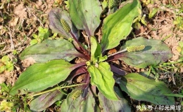 女性|十个女人九个炎症,常用4种食物泡水喝,子宫干净,远离妇科病