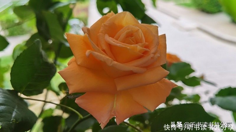 月季|北京街头万千姿态的月季花,您最喜欢哪一种