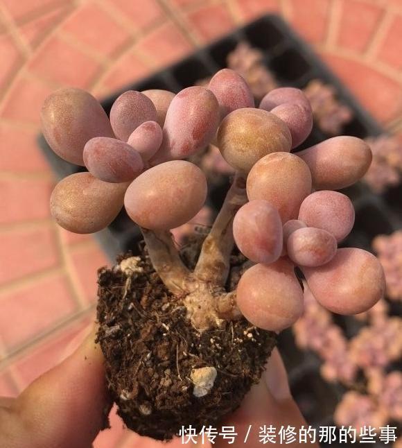 雨水|多肉桃蛋，露养状态最好，完全不用管，一场雨水，叶子肥嘟嘟