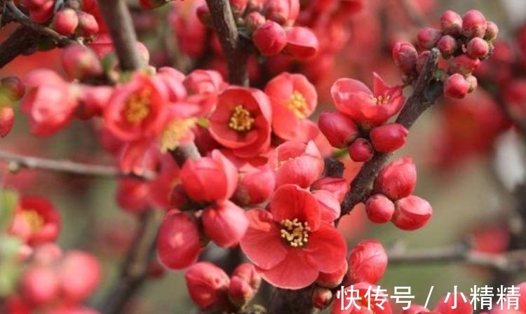 海棠花|四种花常年开花易爆盆,被称为花卉界的劳模,开花漂亮一年不停