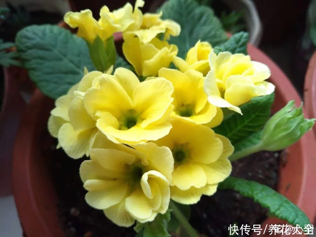 冬天好养的花，皮实不娇气，颜值高上档次，咋养都开花