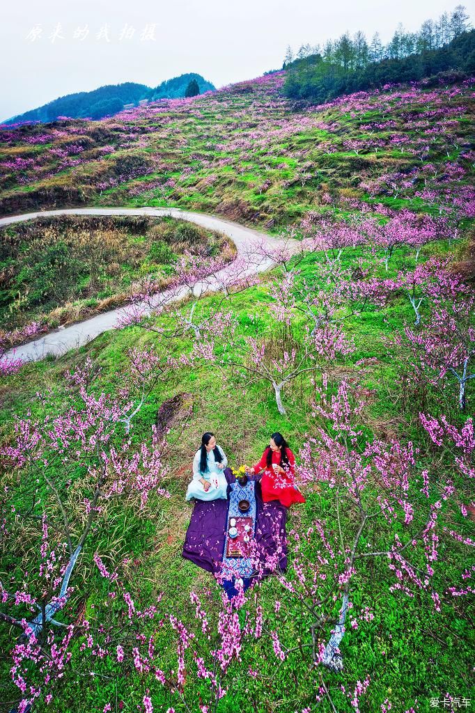 《重庆秀山的坪南桃花盛开了》