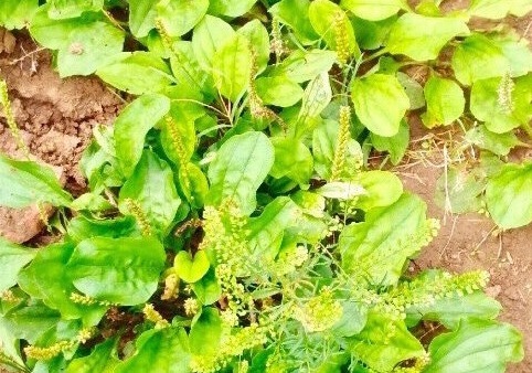 泡水|经常咳嗽,莫慌!用此物泡水喝,止咳祛痰,清脑明目!