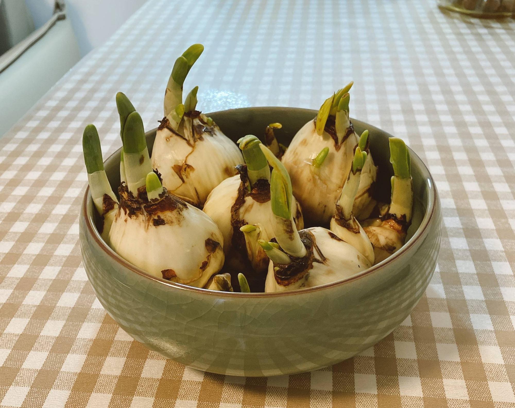 适合冬季养的“3种花”,天天有花可看,越冷花越艳、吉祥又美丽