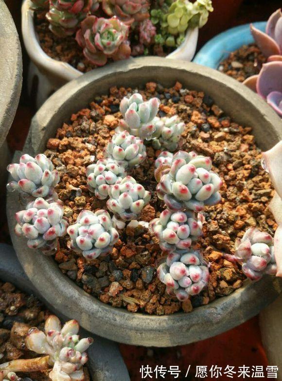生活中的5种垃圾,都是养多肉的“宝贝”,能做花盆、能做土壤
