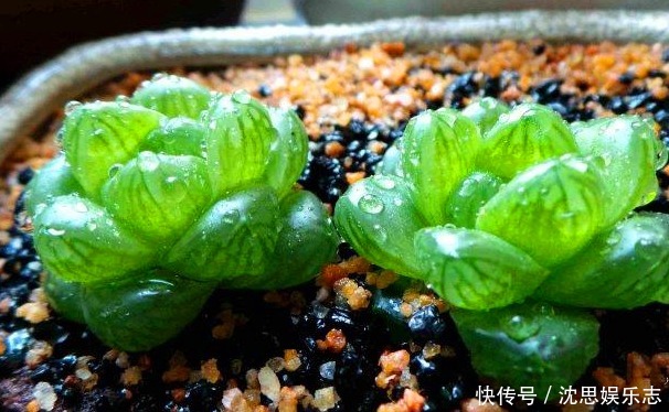 玉露|夏日炎炎，玉露就得“这么养”，能让叶子肉嘟嘟，更有养花体验