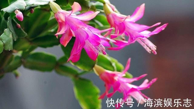 单糖|喂点“甜水”,蟹爪兰不烂根不黄叶,还开满盆花