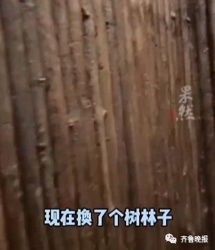 森林房|场景过于逼真！男子隔离被安排到“花果山”！评论区入戏了…