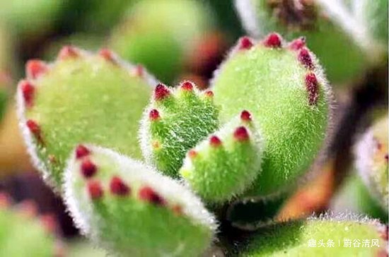 养多肉的过程充满乐趣,,好看的多肉应该如何养护