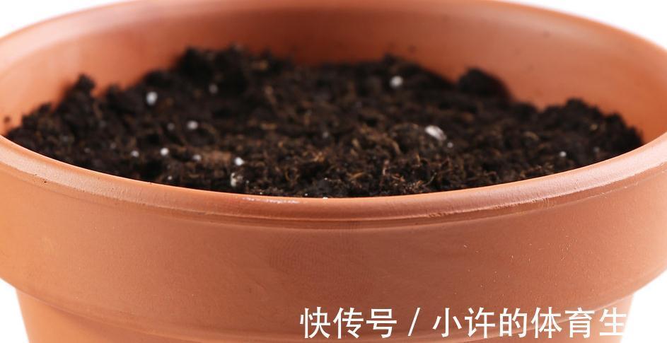 君子兰浇水有讲究,掌握好了再也不烂根