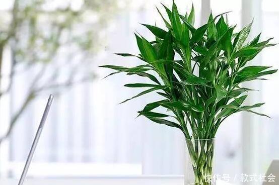 “6种旺财花”,房子小也要养1盆,开花更是好兆头,富贵吉祥