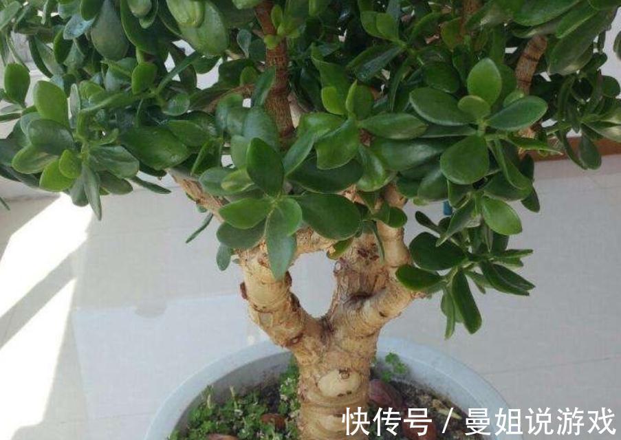 冬天养玉树,想盆栽叶绿茂盛,除了掐枝,还需抓住这几个关键点