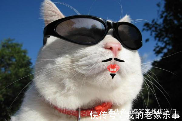 |开心一刻笑话喵星人的搞笑日常,一个个整装待发,谁给你的自信