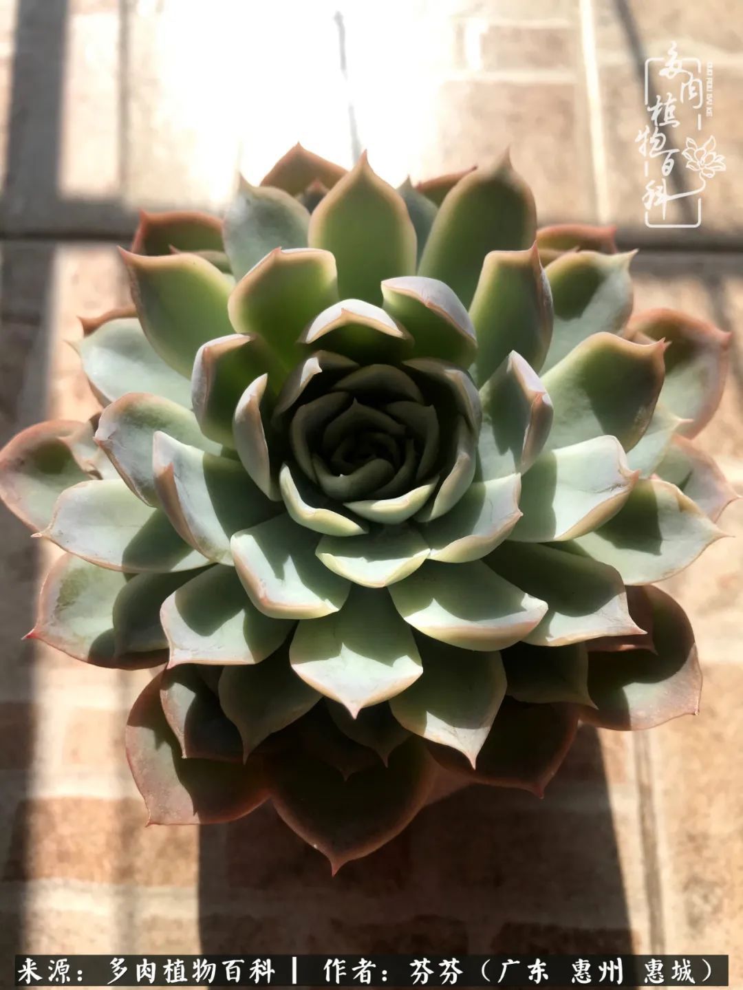 养花|一种爱好就是一种境界，养花养多肉可以培养一个人的心境！