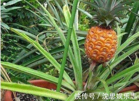 吃菠萝,叶子别扔,做个盆栽像“兰花”,开花就结大“菠萝”