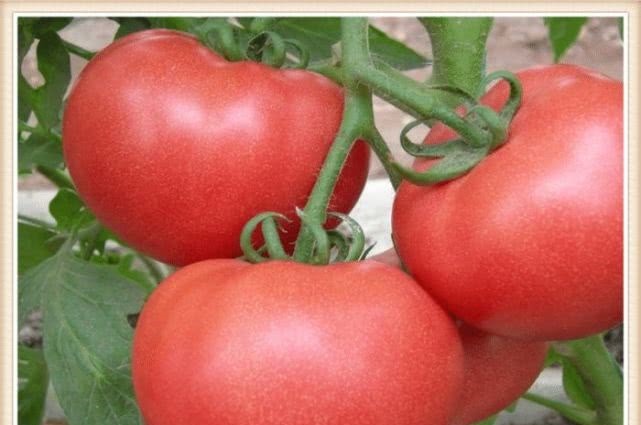 维生素c|每天吃一个西红柿,坚持一个月,三大好处会不请自来,早知早好!