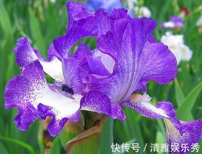 自由精神自由精神|4种福运花,自带福气好养活,好养又漂亮,一开就是300多天!