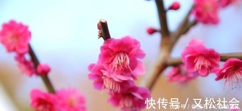 诗人们$杜牧这首咏梅诗虽然不出名,但同样很经典,写出了冰清玉洁的梅花