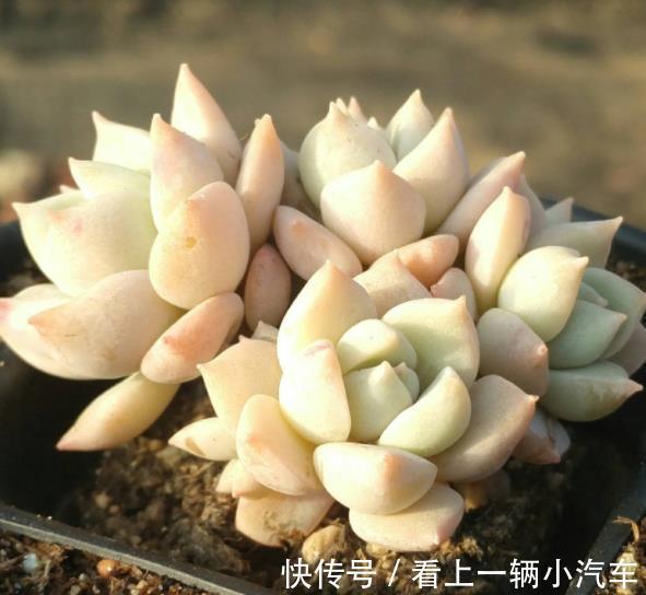 公认不好养的多肉白牡丹，改变养殖方法，长成小老桩，颇有韵味