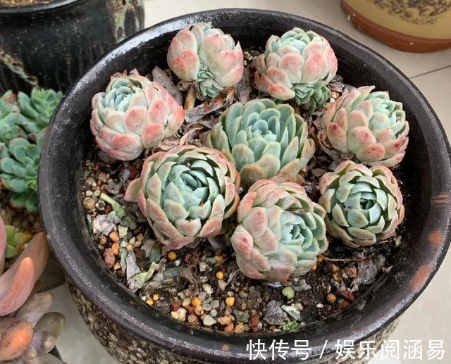 10种不能淋雨的花,淋完雨就死,盆栽养花注意事项