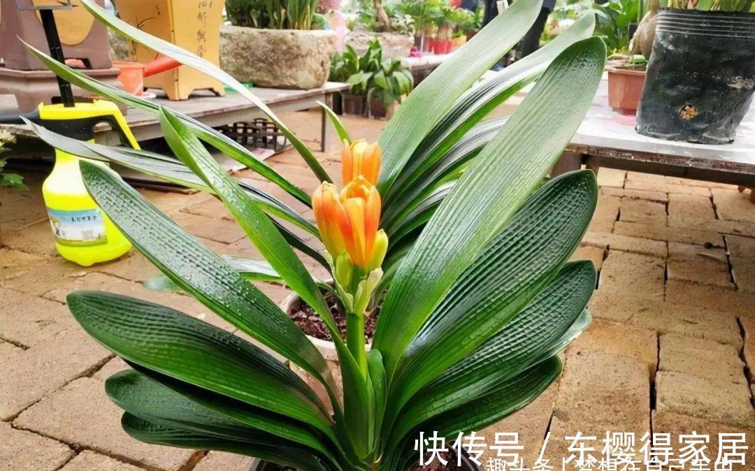 君子兰|九月养君子兰,三个位置补点水,“新叶稠密”单次绽放上百朵!