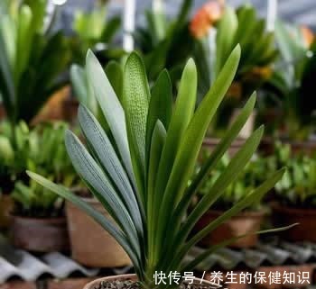 君子兰为什么“不能不”晒太阳老花友告诉你答案!