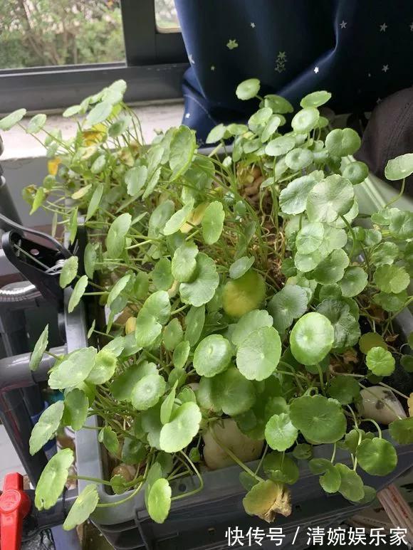 咋“折腾”都不死的4种花,越修剪越旺,很难养死