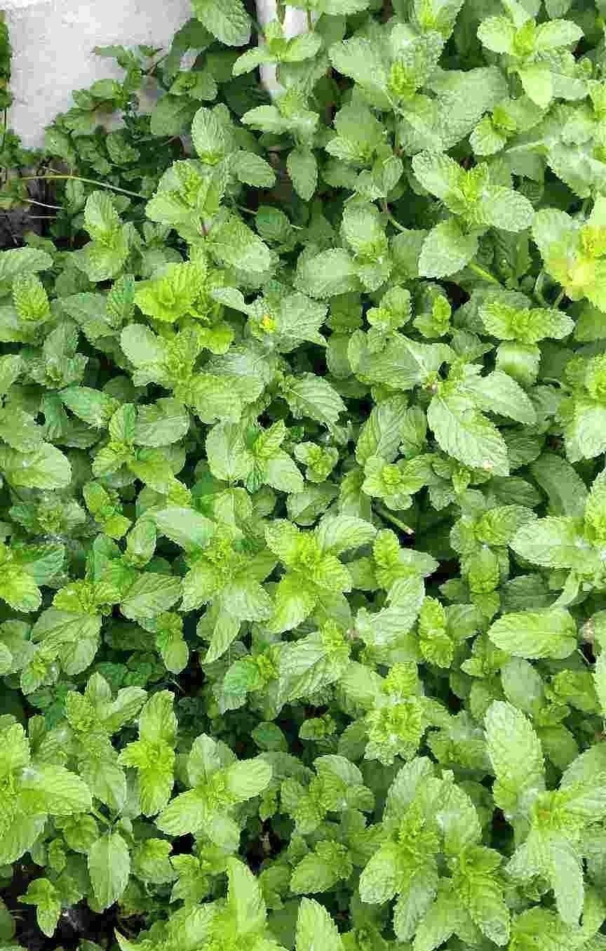 折腾不死的五种花,两个月不浇水,照样水灵灵