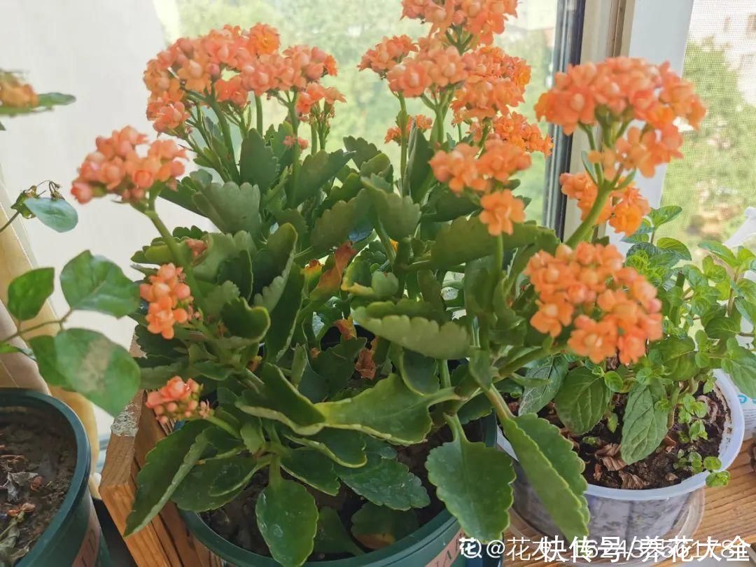 月季|养花“黑名单”实在太难养，心累