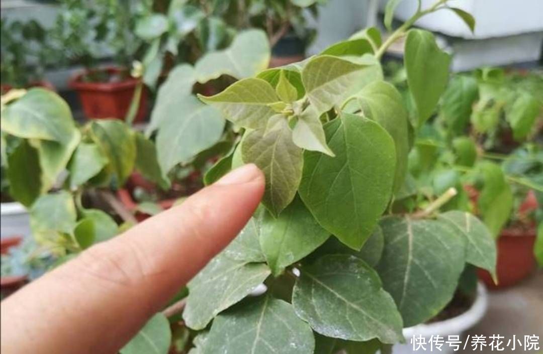 秋天|天气转凉,入手5种花,养一段时间就能长满花苞