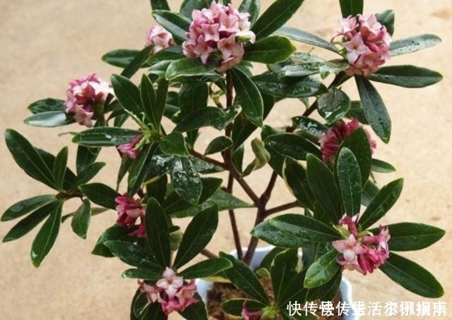 花蕾|养金边瑞香,给它施上1种肥,开花多,花香浓!