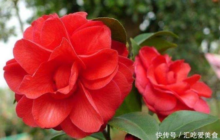 4种花养家里,福旺运旺财更旺,招福添财,有钱人都在养