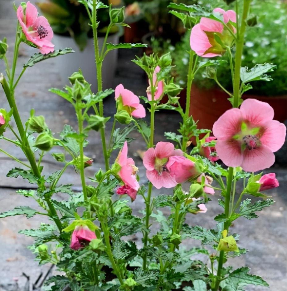 农历九月十八霜降后,养什么花?家里养3种花,吉祥如意富贵安康