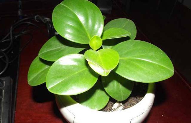 此3种花揪片叶子就能繁殖，你还花钱买吗