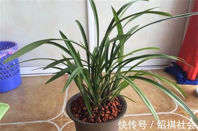 花友|养兰花,3个''窍门''别放过,省时省力,植株还容易旺