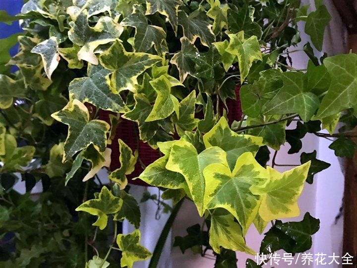 绿萝|家里别只养绿萝，15种精致耐阴花，光照不好也能长很美