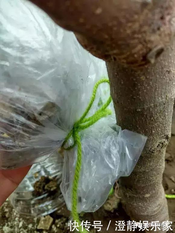 枝条|1个塑料瓶套在无花果枝条上，10天就生根，当年就结50多颗果