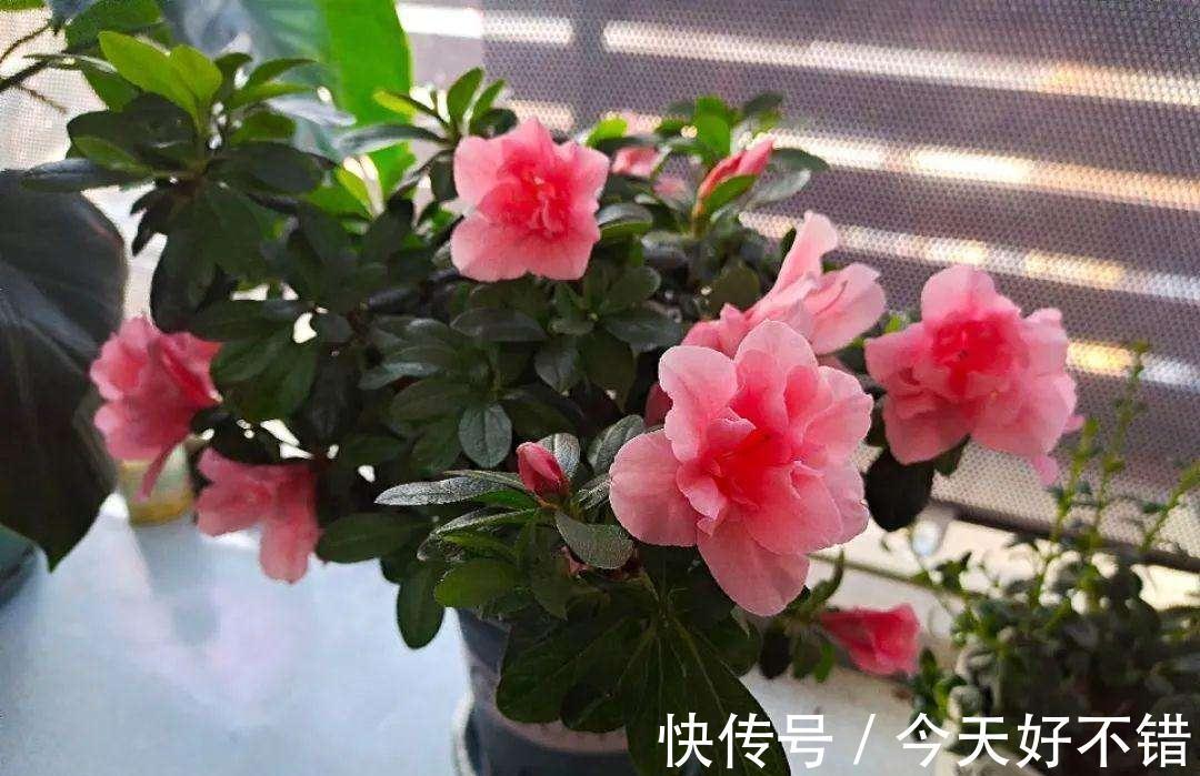 叶片|10种花，空气再干也别“喷水”，容易黄叶“掉花苞”